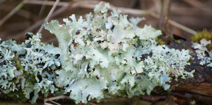 Leaf like lichen, a co-operation: mould and algae