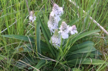 Large orchid in grazing excluded area --spotted leaves