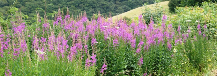 Rose Bay Willow Herb flourishes on any bare ground. 
