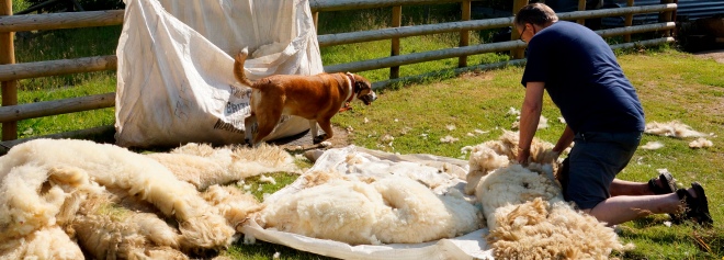 Supervising Shearing at the Niche