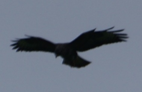Hovering buzzard