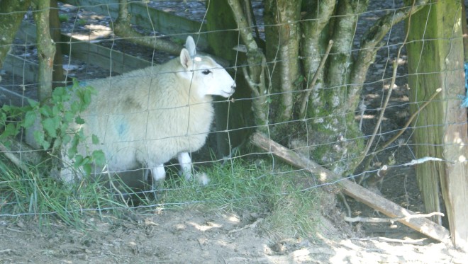 Ewe-lamb trapped between two fences and (bottom right) escape route